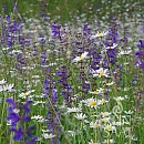 Wildblumenwiese