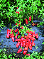 Türkischer Gewürzpaprika