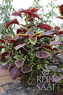 Chinese multicolor Spinach