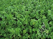 Ölrettich Romesa BIO