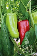 Paprika Goccia D'Oro