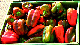 Paprika Quadrato d´Asti rosso/Selektion ReinSaat