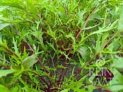 Asijská listová zelenina Purple Mizuna