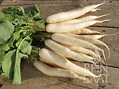 Daikon