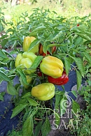Paprika Neusiedler Ideal