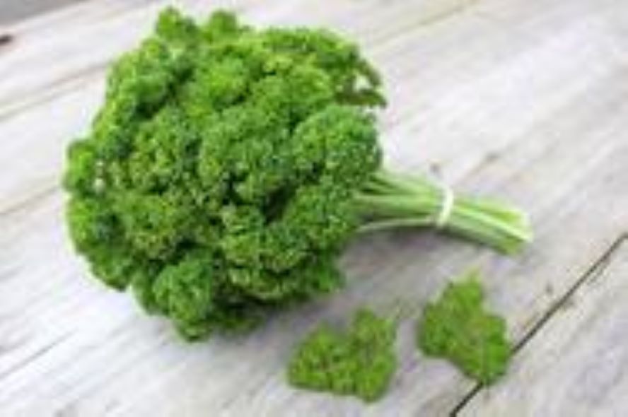 Petržel naťová Mooskrause 2