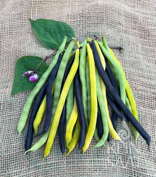 Stangenbohnenmischung