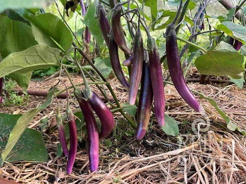 Lilek vejcoplodý RS-Me-02.26 (Little Brinjal)