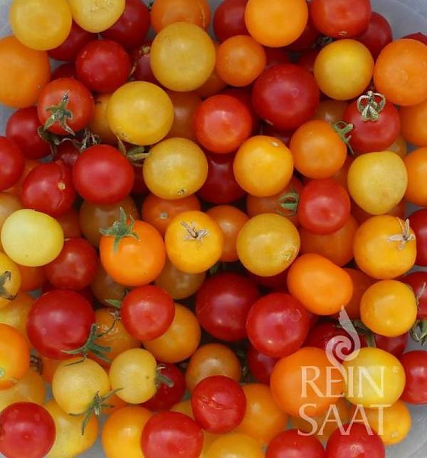 Směs balkónových rajčat Trio