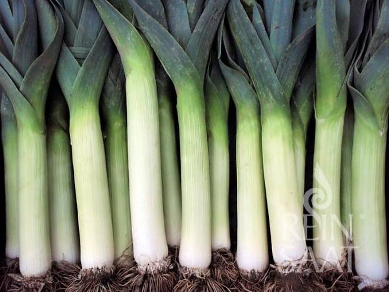 Herbstriesen 2