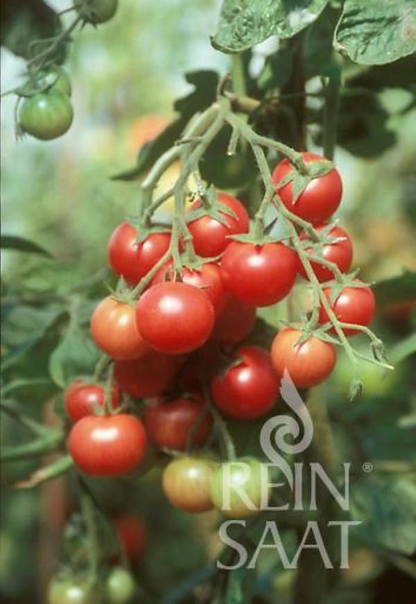 Rajče cherry Brandywine Sherry
