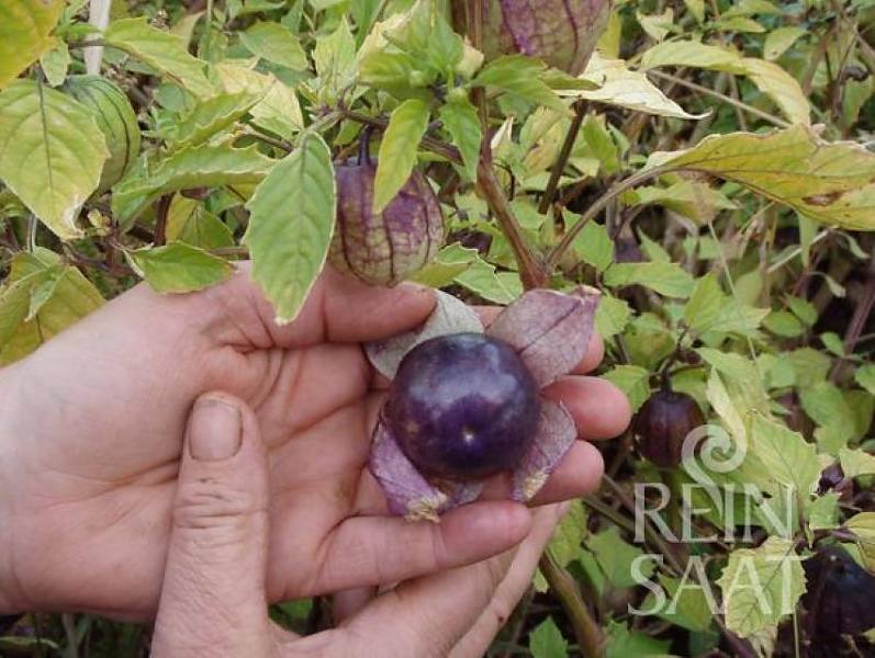 Tomatillo Purple